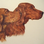 Animals