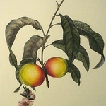 Fruits & Flowers