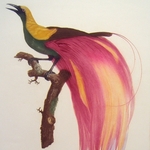 Tropical Birds